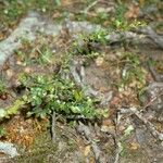 Nothofagus betuloides Bark