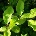 Cornus sanguinea Blatt