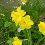 Narcissus jonquilla Flors
