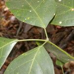 Adenocalymma inundatum Leaf