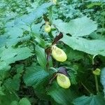 Cypripedium calceolusКветка