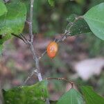 Celtis mildbraedii Frucht