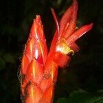 Costus pulverulentus Flor