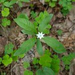 Lysimachia europaea Õis