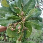 Anacardium occidentaleফুল