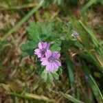 Geranium molle Hábitos