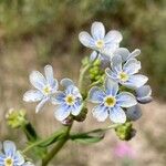 Hackelia floribunda Flor
