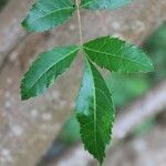 Schinus terebinthifolius Leaf