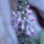 Stachys circinata Fleur