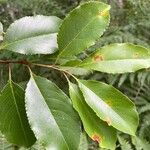 Prunus serotina Lehti