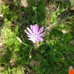 Lactuca perennisBlüte