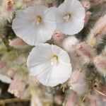 Convolvulus acanthocladus Flor