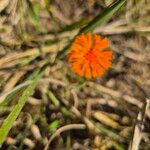 Emilia coccinea Flower