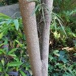 Plerandra elegantissima बार्क (छाल)