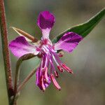 Clarkia rhomboidea Blüte