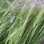 Stipa capillata List