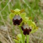 Ophrys lupercalis Mosusu