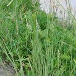 Agrostis stolonifera Flower
