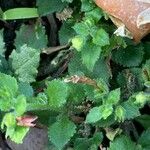 Sutera cordata Hoja