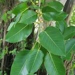 Ficus citrifolia برگ