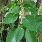 Ficus citrifolia Leaf