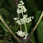 Spiraeanthemum brongniartianum Çiçek