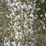 Retama raetam Fleur