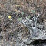 Pachypodium rosulatum Elinympäristö
