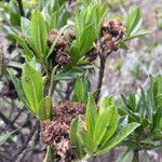 Baccharis prunifolia Ffrwyth