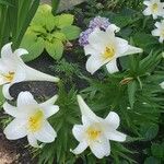 Lilium longiflorum Çiçek