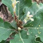 Quercus lusitanica Λουλούδι