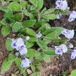 Craterostigma hirsutum Flower