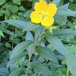 Ludwigia peruviana Συνήθη χαρακτηριστικά