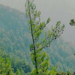 Pinus attenuata Folla