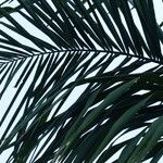 Attalea maripa Leaf