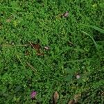 Dissotis rotundifolia Лист