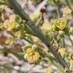 Osyris alba Λουλούδι