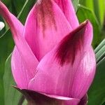 Curcuma alismatifolia Kwiat