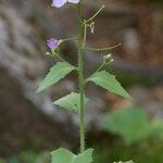 Arabidopsis cebennensis Άλλα