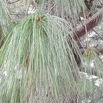 Pinus wallichiana 叶