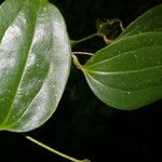 Smilax domingensis Folha