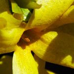 Forsythia × intermedia Blüte