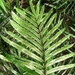 Blechnum corbassonii Leaf