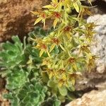 Saxifraga mutata Otro