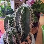 Isolatocereus dumortieri Hoja