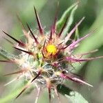 Centaurea melitensis Flor