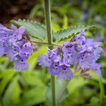 Nepeta grandiflora Flor