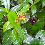 Aphelandra aurantiaca Blüte