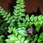 Polystichum luctuosum برگ