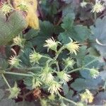 Waldsteinia geoides Flower